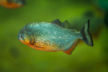 piranha floats in the river 