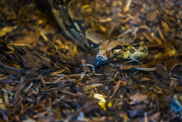 the snake crawls on the ground 