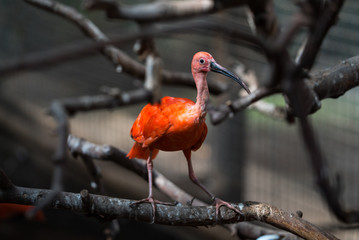 red scarlet ibis birds or Evdokimus birds stand on a tree branch in the park. 