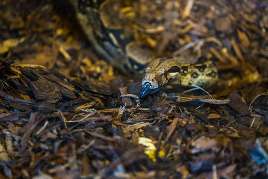 the snake crawls on the ground 