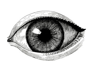 eye, vintage ink hand drawn illustration