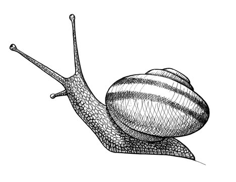snail, ink hand drawn vintage illustration