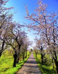 Blossomed tree alley along asphalt road at spring daylight,  blue sky. Relaxing nature. Cherry tree. Central europe. .