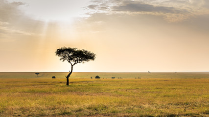 Sunset in Masai Mara, Kenya - obrazy, fototapety, plakaty