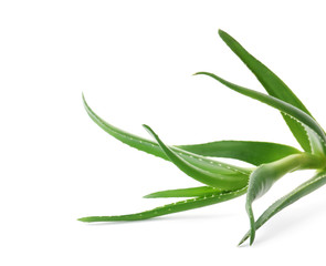 Fototapeta premium Aloe vera with green leaves on white background