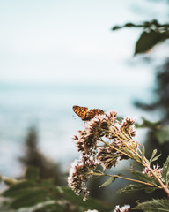 Butterfly on Flower