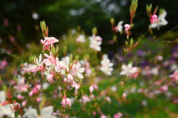 full of white flowers