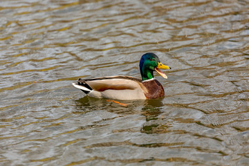 Obraz premium Wild animal duck