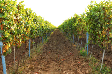 Vineyard with ripe grapes on sunny day