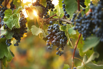 Fresh ripe juicy grapes growing on branches in vineyard