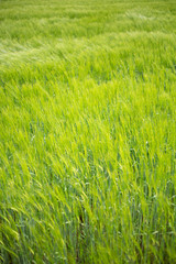 Obraz premium grünes Feld