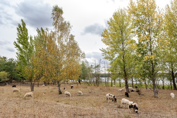 Sheep in the pasture under trees