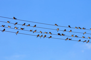 Swallows on Wire against Blue Sky. - 224394015