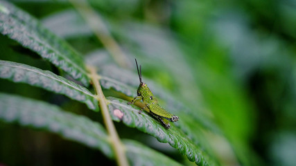 green grasshopper sitting on leaf, macro green grasshopper
