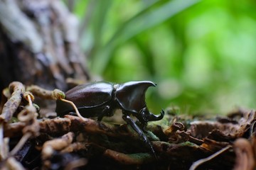 Dynastinae walking on the roots of the tree, Beetle male.