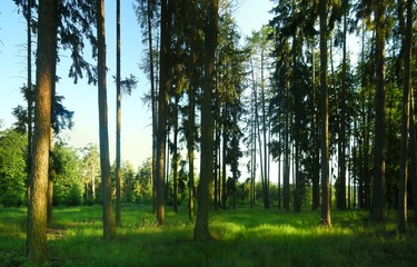 Obraz premium Spruce trees in a forest with blue sky on background at daylight, sunlight, green grass, forest clearing. Countryside landscape. Relaxing positive nature. Czech Republic, Europe. .