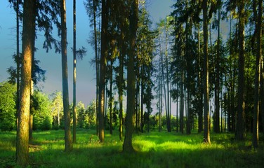 Spruce trees in a forest with blue sky on background at daylight, sunlight, green grass, forest clearing. Countryside landscape. Relaxing positive nature. Czech Republic, Europe. .