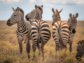 Zebra in the grass nature habitat, Tanzania. Wildlife scene from nature, Africa