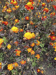 Tagetes Patula (Asteraceae), Corymbosa de Tagetes