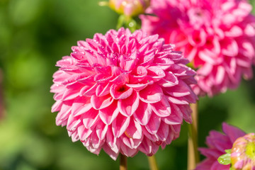 Pinke Balldahlie (Asteraceae) an einem Morgen im Spätsommer.