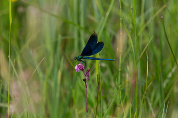 blaue Libelle