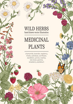 Wild flowers. Herbal tea. Vector illustration.