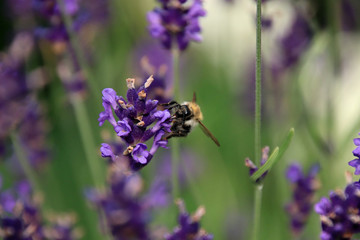 Lavendel mit Honigbiene