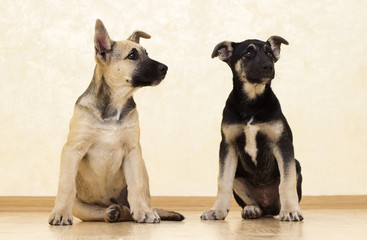 Obraz premium puppy looks sitting on the floor
