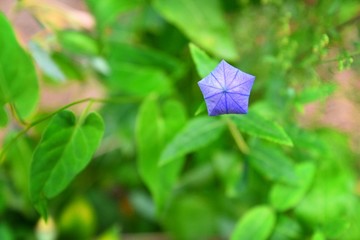 flower pentagon