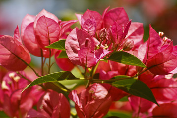 red flower in the garden