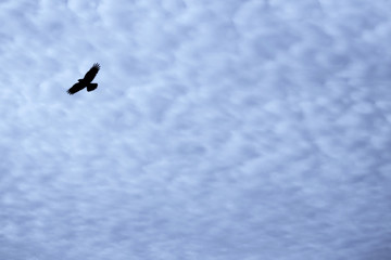 Light white cirrus clouds covering the large surface of the sky and a bird