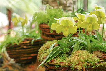 Lady's slipper orchid