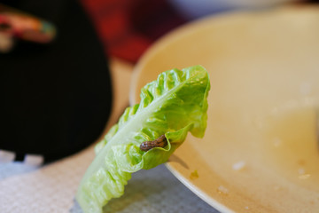 Worm on baby green cos lettuce salad in restaurant.