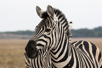 Cape mountain zebra (Equus zebra) mare with foal, Mountain Zebra National Park, South Africa