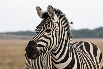 Poster Kaapse bergzebra (Equus zebra) merrie met veulen, Mountain Zebra National Park, Zuid-Afrika © Ingus Evertovskis