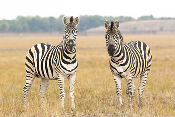 Cape mountain zebra (Equus zebra) mare with foal, Mountain Zebra National Park, South Africa