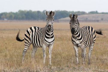 Fototapeta na wymiar Cape mountain zebra (Equus zebra) mare with foal, Mountain Zebra National Park, South Africa