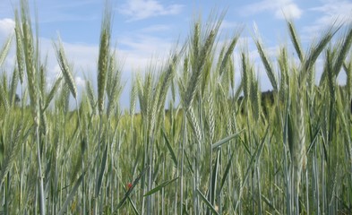 Fototapeta premium Grain (probably young rye) field detail with blue sky and clouds on background,grain/corn ears, agriculture field at late spring. Panoramic photo,Czech Republic,europe. .