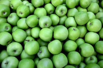 Viele grüne Äpfel in einer Kiste, Granny Smith bei der Apfelernte in Südtirol