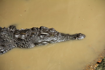Siamese Crocodile (Crocodylus siamensis) floating in still water