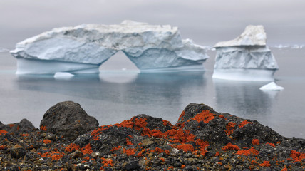 Iceberg and stony coast of Greenland.  Red lichen on the shore stones. Nature and landscapes of...