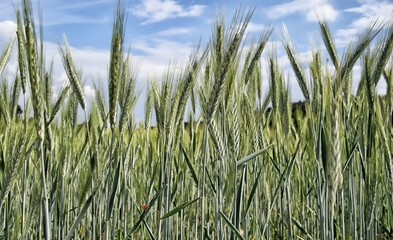 Obraz premium Grain (probably young rye) field detail with blue sky and clouds on background