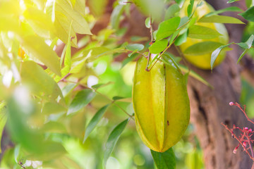 Fresh star apple on tree