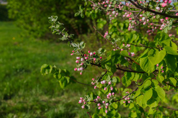tender pink flowers of apple, spring