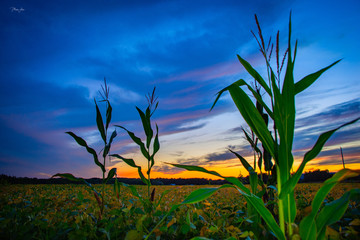 Corn field sunset