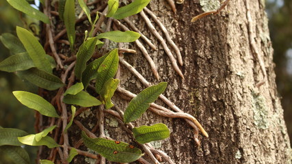 O Casco e a Trepadeira #3