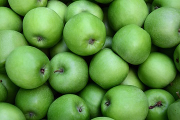 Viele grüne Äpfel in einer Kiste während der Apfelernte in Südtirol