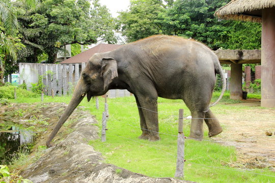 A portrait picture of asian elephant