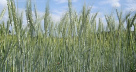 Grain (probably young rye) field detail with blue sky and clouds on background