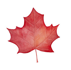 Red maple leaf illustration. Beautiful detail and autumn seasonal decoration. National symbol of Canada and Canadian flag element. Hand painted graphic water color art on white background, cutout.